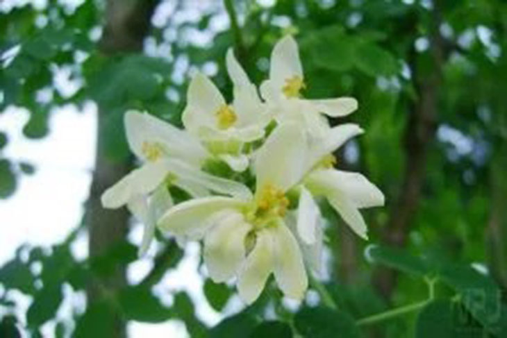 Moringa oleifera, l’arbre de vie